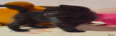 Female black fluffy 