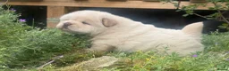 Chow Chow dogs for sale: Platinum chow chow  - Advert 10