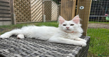 Maine Coon cats - Advert 6