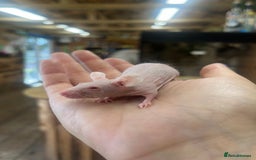 Mouse rodents for sale: Fancy mice does available coated and hairless  - Image 3