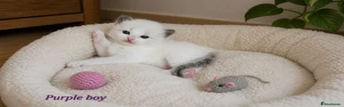 Ragdoll Kitten 1