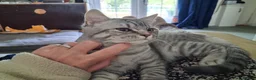 Mixed Breed cats for sale: 1 stunning male kitten - Advert 2