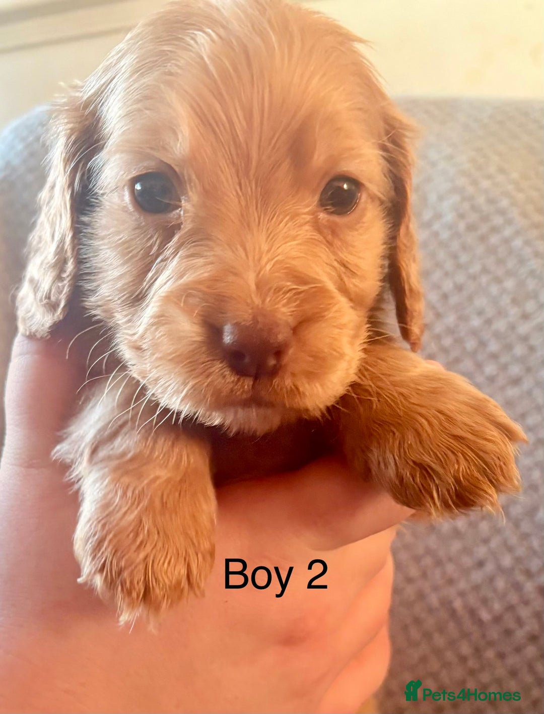 Cockapoo dogs for sale: Cockerpoo puppies  - Advert 5