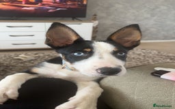 Border Collie dogs for sale: Ronnie  - Image 3