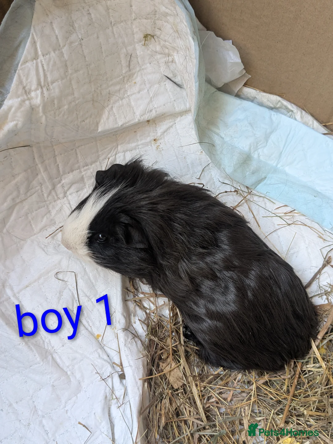 Guinea Pig rodents for sale: Baby boy piggies - Advert 2