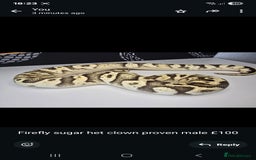 Python Snake reptiles for sale: Ball pythons - Image 3