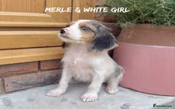 Mixed Breed dogs for sale: 🤎 BABY POOGLES (beagleXminiature poodle)🤎 in Rhayader - Image 3