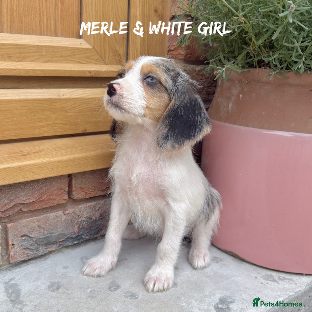 Mixed Breed dogs for sale: 🤎 BABY POOGLES (beagleXminiature poodle)🤎 in Rhayader - Image 3