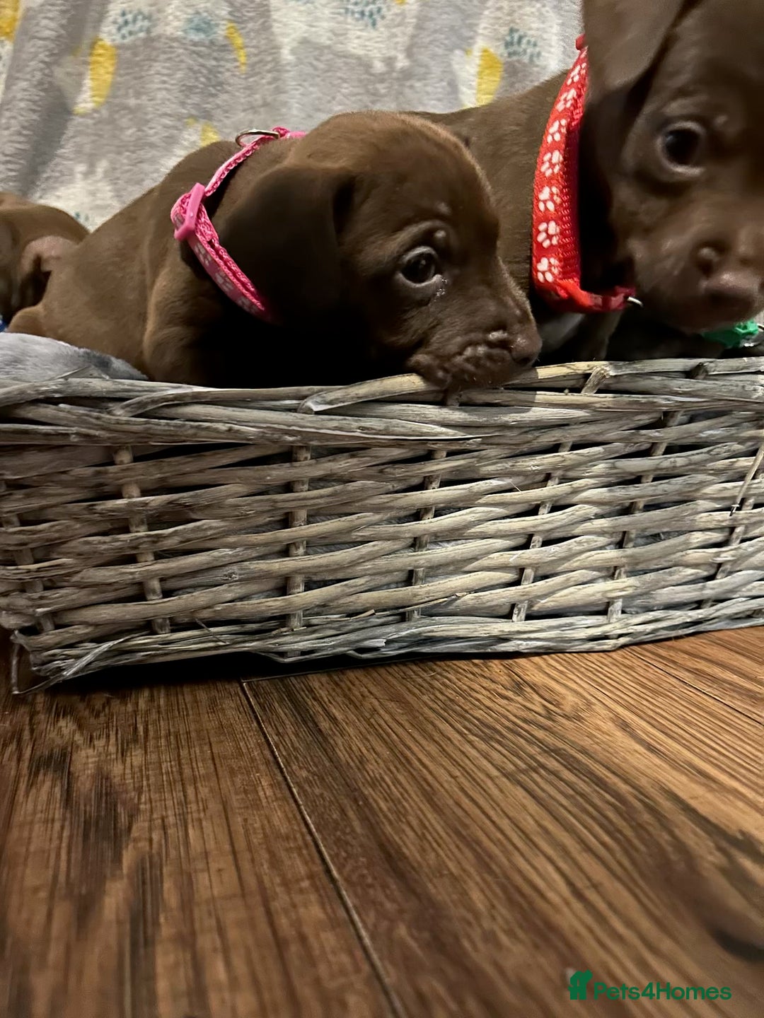 Patterdale Terrier dogs for sale: Beautiful Patterdale Terrier Puppies - Advert 5
