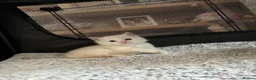 Ragdoll cats for sale: Registered pedigree cherubim ragdolls - Advert 13