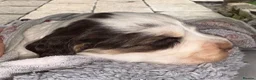 Cocker Spaniel dogs for sale: Quality KC babies - extensive health tests clear - Advert 22