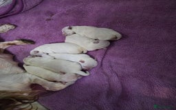 Miniature Schnauzer dogs for sale: Miniature Schnauzer Puppies - Image 4