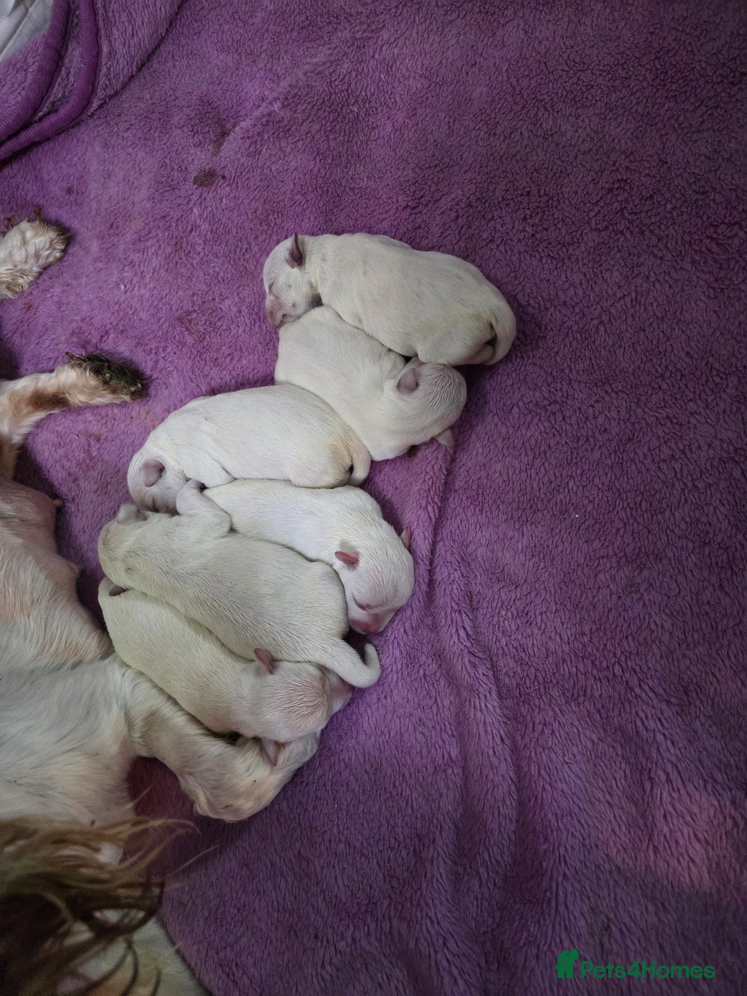 Miniature Schnauzer dogs for sale: Miniature Schnauzer Puppies - Image 4