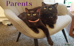 Mixed Breed cats for sale: Beatiful Maine-Coone/Bombay Kittens - Image 18