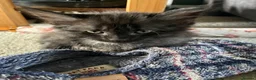 Maine Coon cats for sale: Maine Coon Kittens  - Advert 21