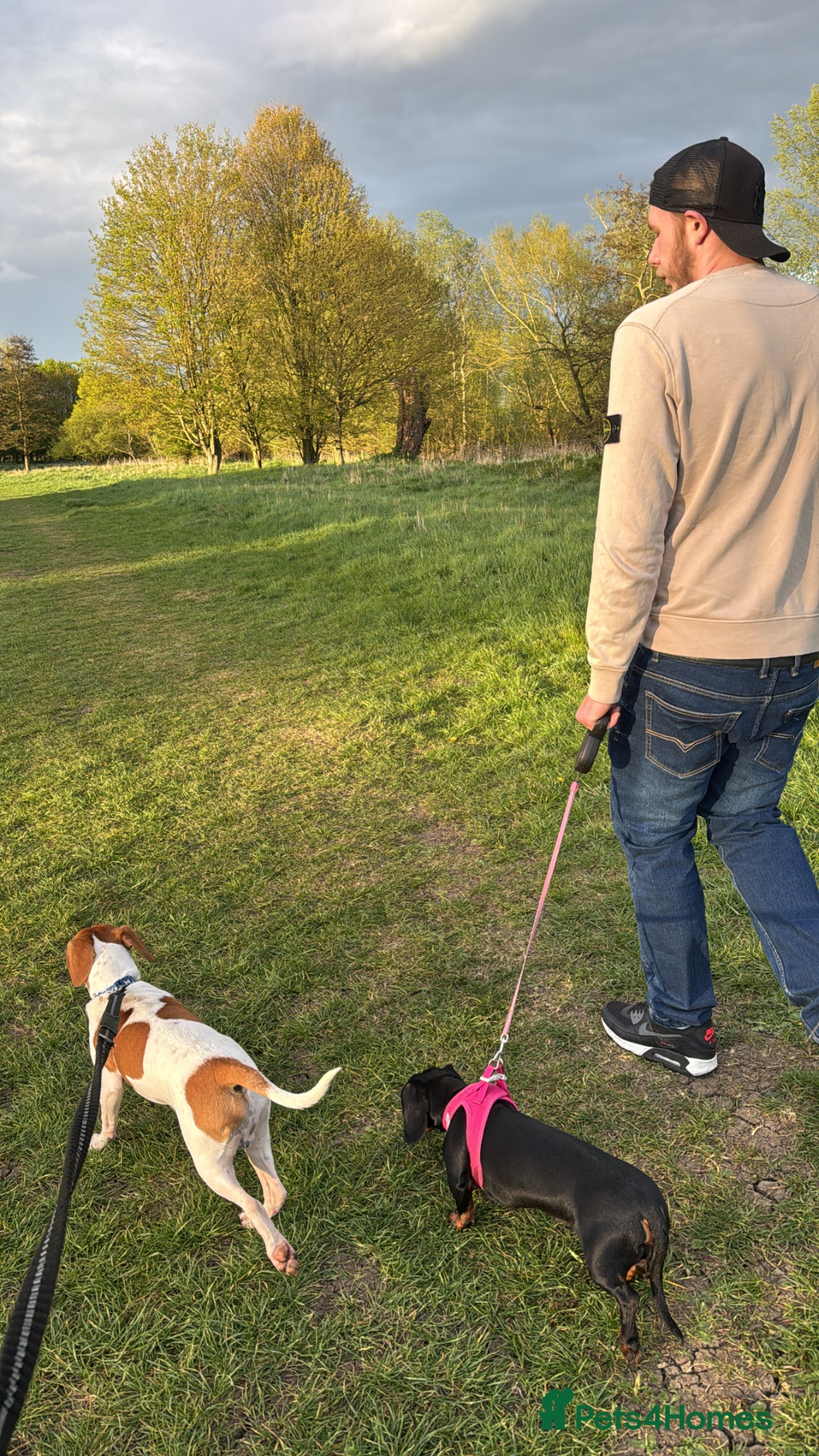 Mixed Breed dogs beagle mixed with sausage dog  - Advert 1