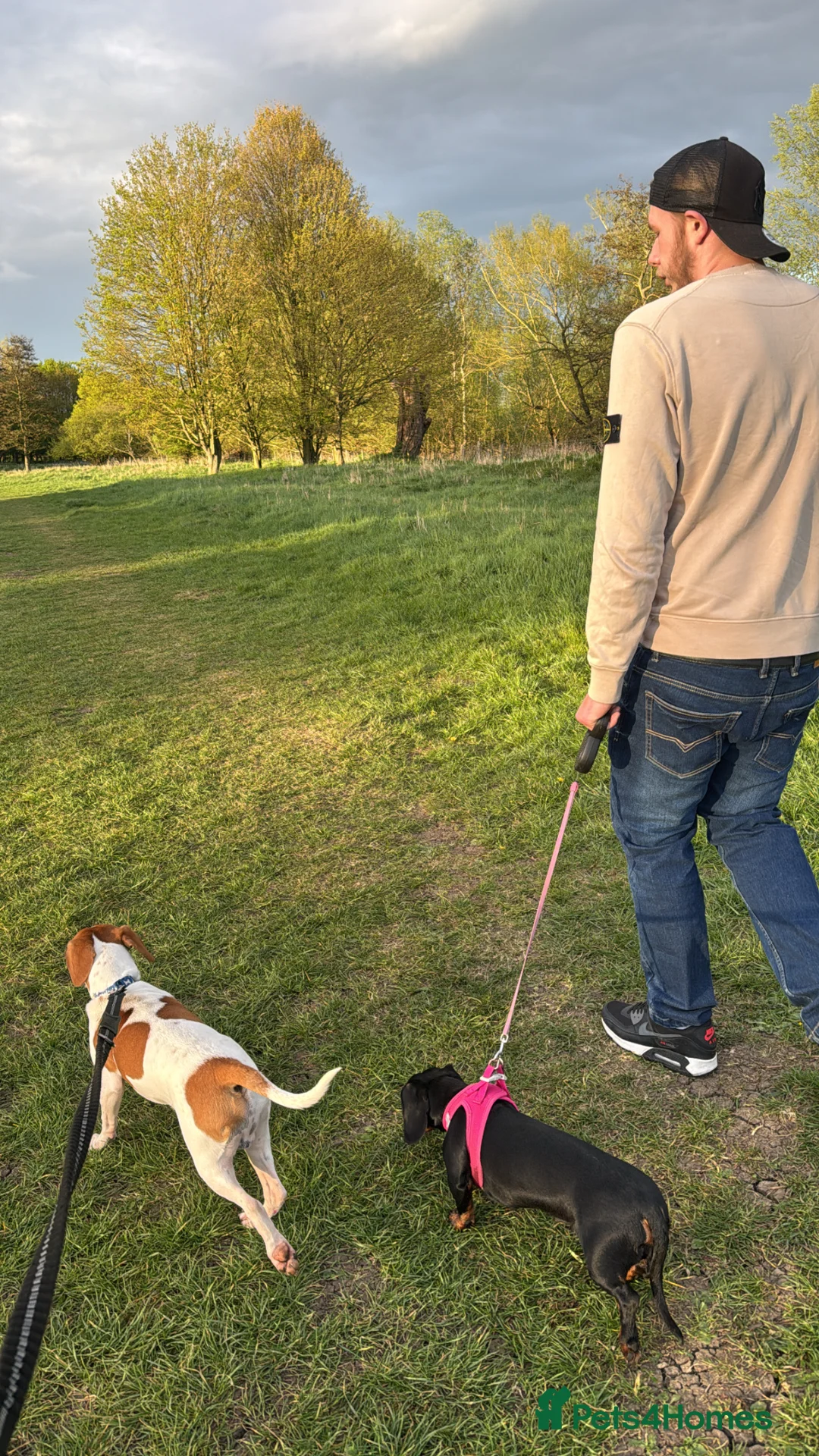 Mixed Breed dogs for sale: beagle mixed with sausage dog  - Advert 1