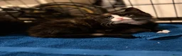 Mixed Breed cats for sale: Female kitten  in Birmingham - Advert 3