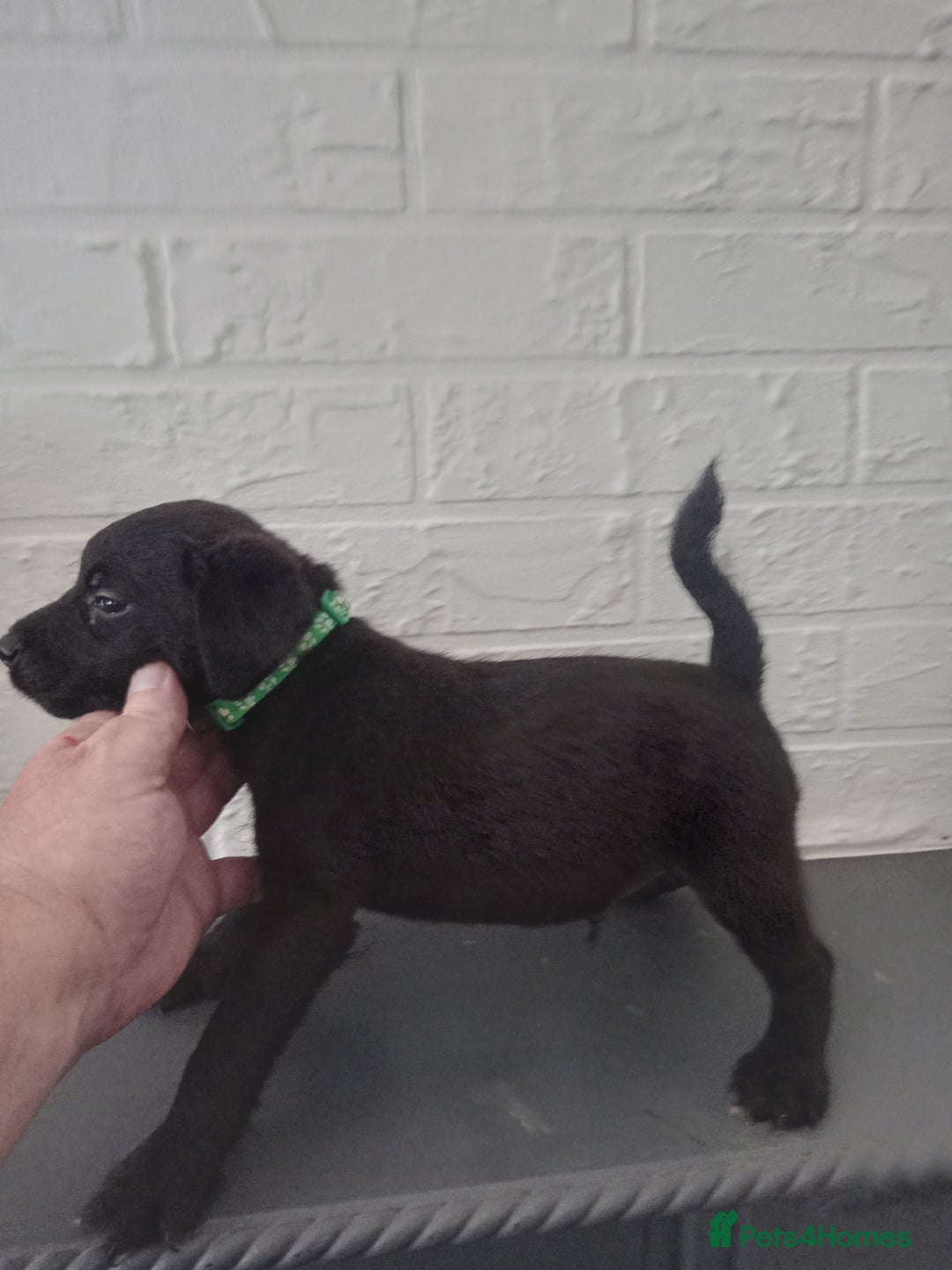 Patterdale Terrier dogs for sale: Patterdale pups for sale ready now - Image 18