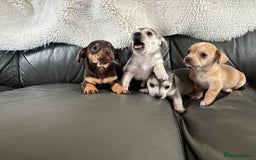 Chiweenie dogs for sale: CHIWEENIE PUPS READY 10TH NOVEMBER  - Image 26