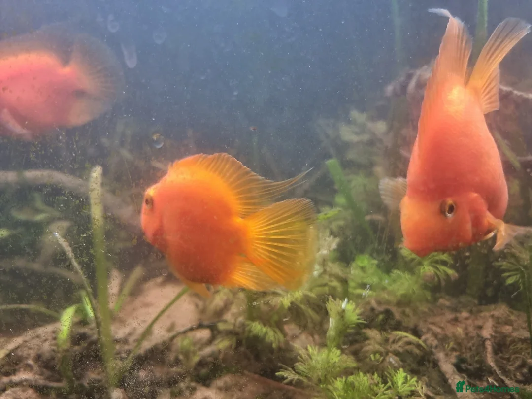 Cichlids fish for sale: Tropical fish - Advert 30