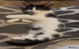 Siamese cats for sale: Beautiful mixed breed ragdoll kitten for sale! - Image 3