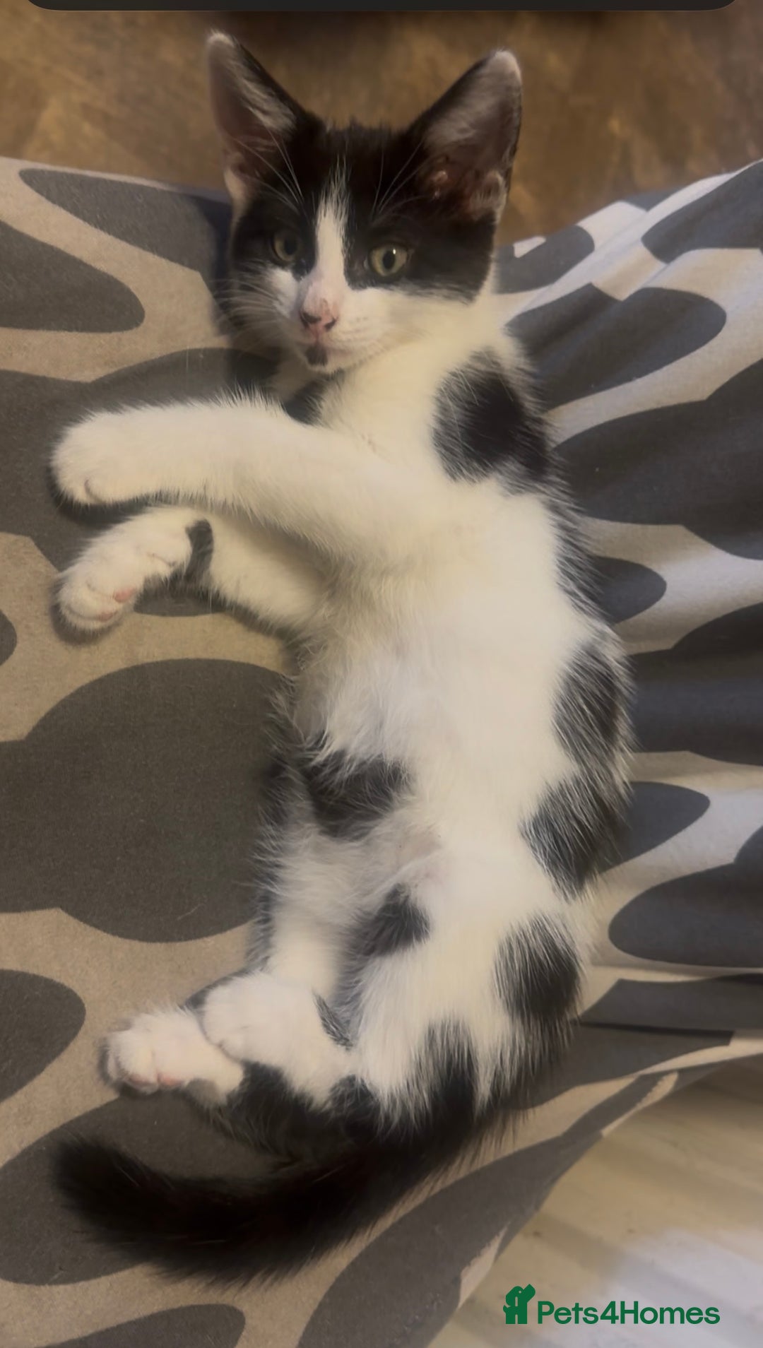 Siamese cats for sale: Beautiful mixed breed ragdoll kitten for sale! - Image 3