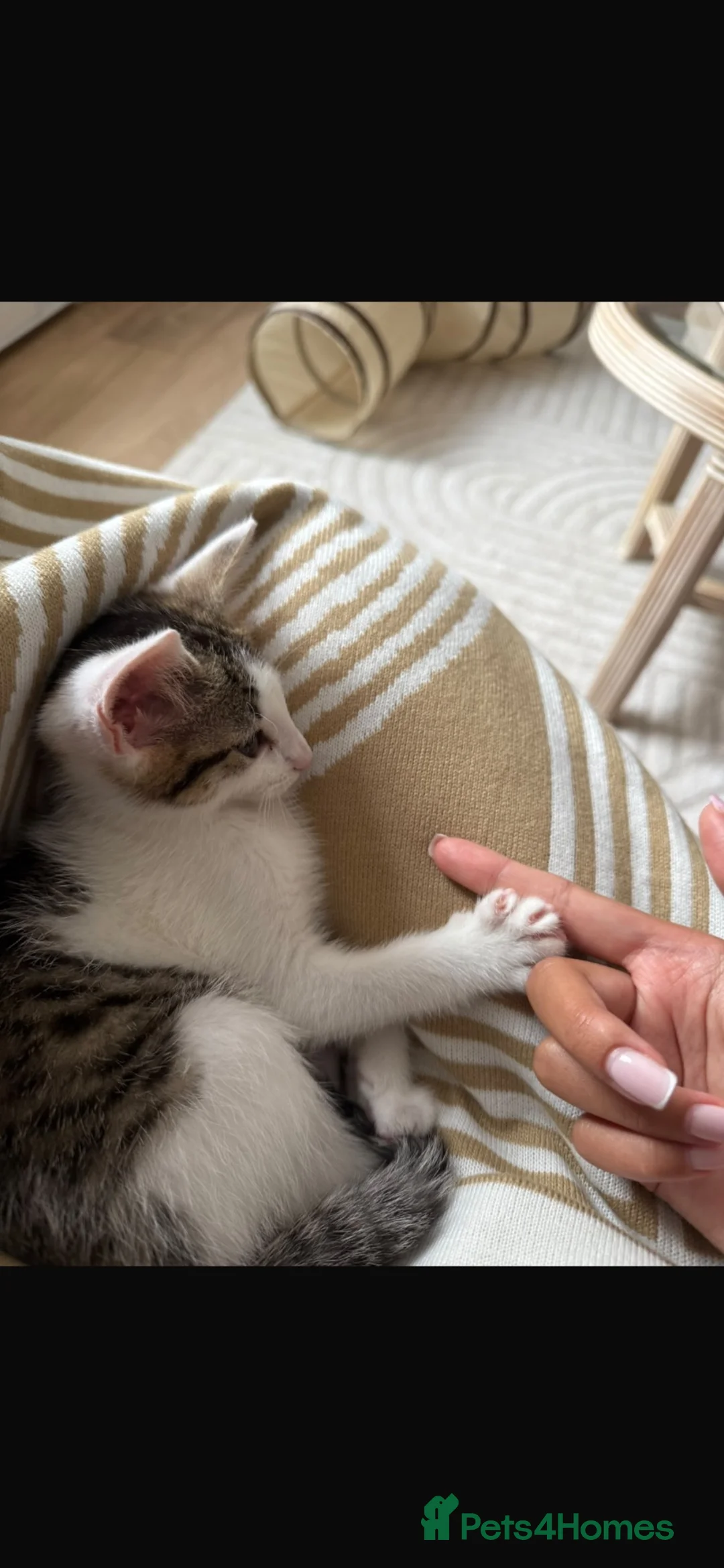 Mixed Breed cats for sale: Baby Boba — Loving Kitten Seeking Forever Home in Manchester - Advert 2
