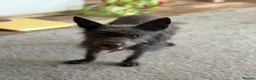 Mixed Breed dogs for adoption: Cute Mocha looking for LOVE  - Advert 10