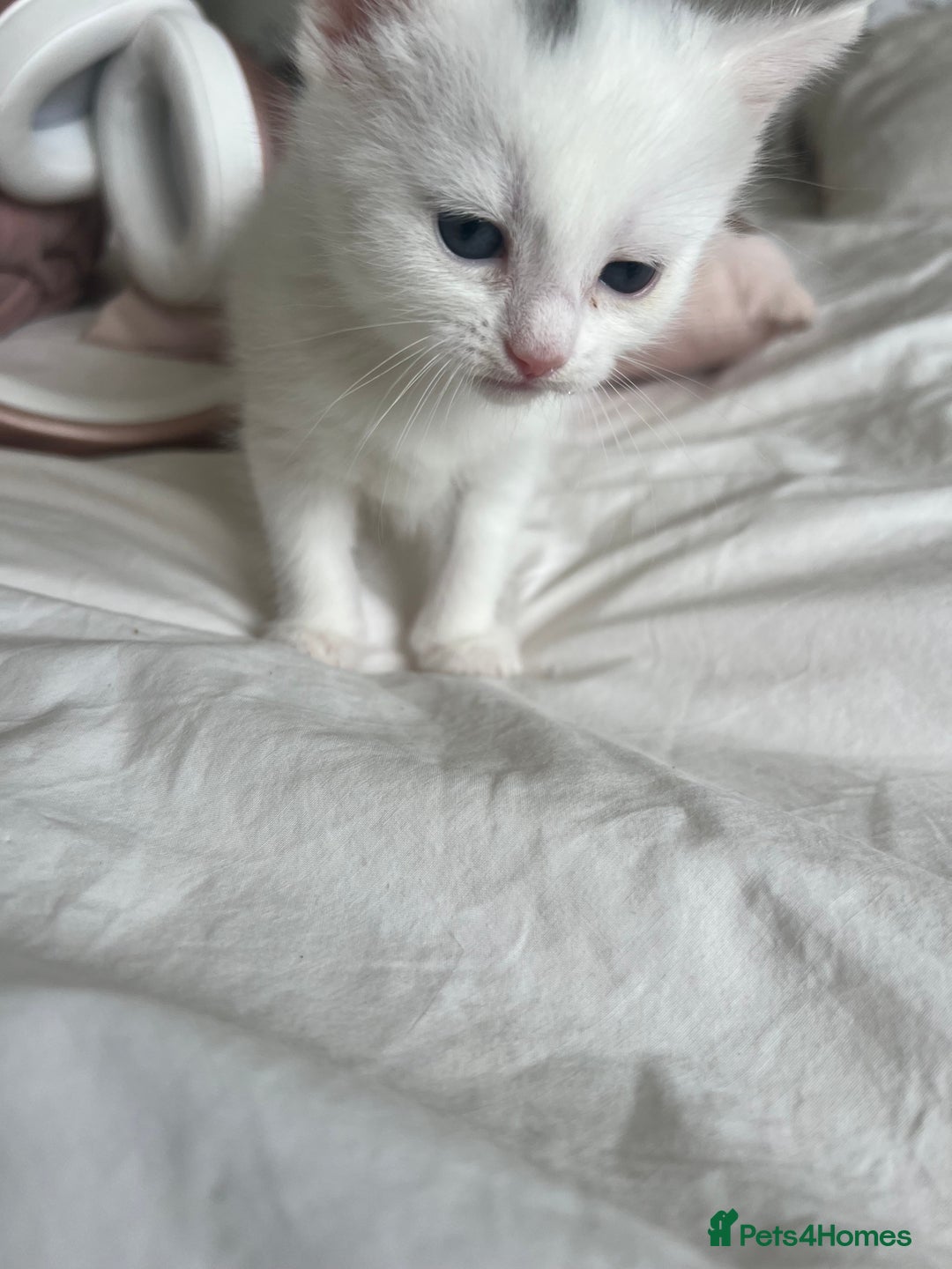 British Shorthair cats for sale: **Adopt a Sweet British Tabby Kitten!** 🐾   in Batley - Image 7