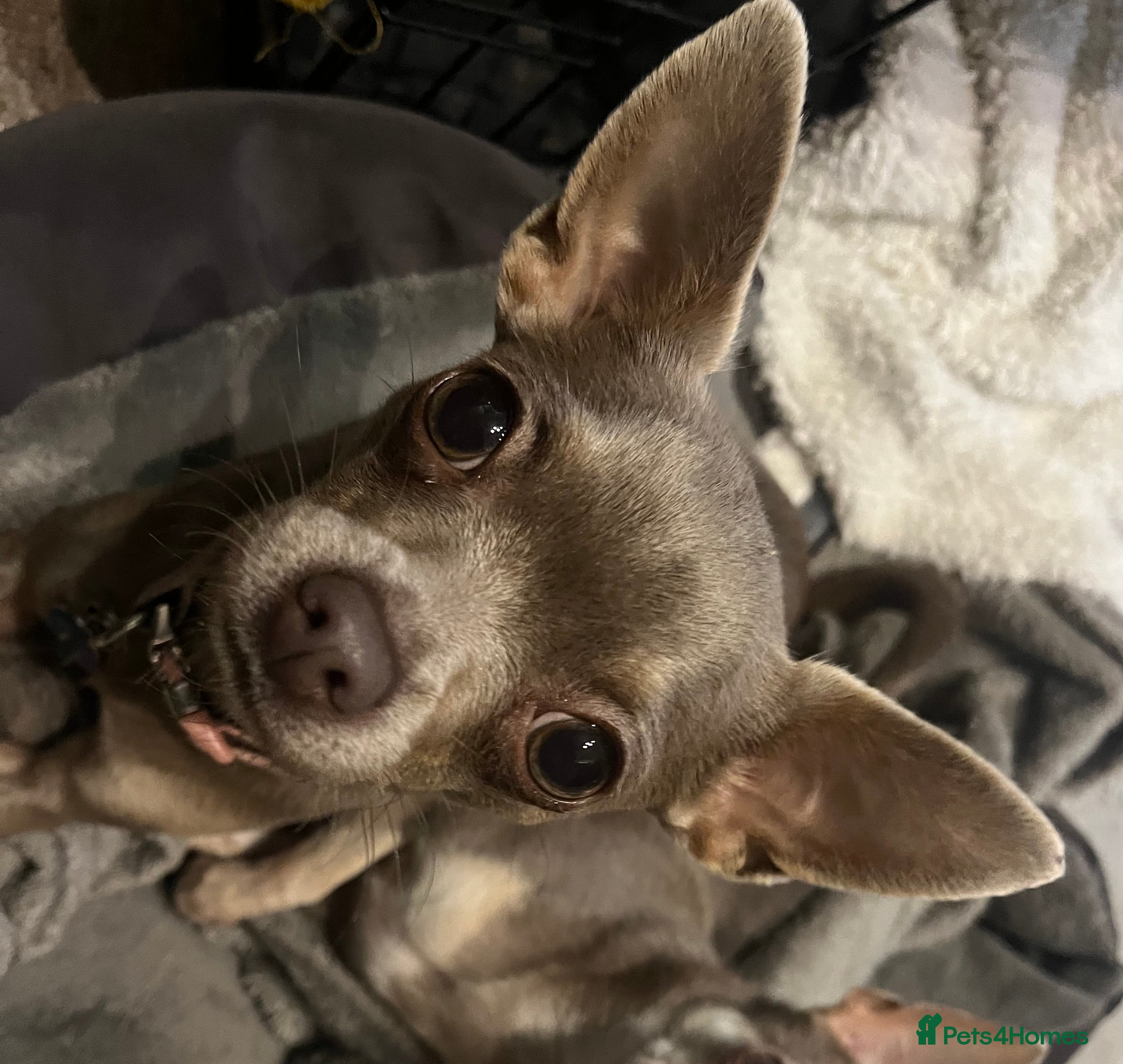 Chihuahua dogs Expecting litter24th Jan 26. Register 4 interest.  - Advert 18