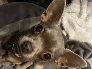 Chihuahua dogs Expecting litter24th Jan 26. Register 4 interest. - Advert 18