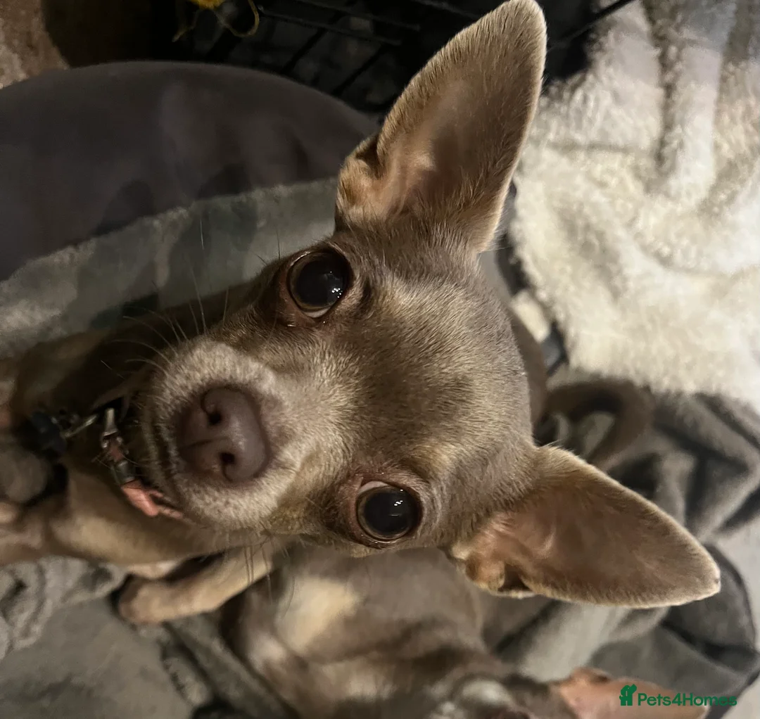 Chihuahua dogs for sale: 1 lilac tri (w/peach and white) and 1 blue boy.  - Advert 5