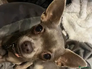 Chihuahua dogs Expecting litter24th Jan 26. Register 4 interest. - Advert 7