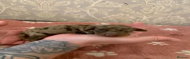 Miniature Dachshund 3