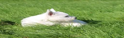West Highland Terrier dogs for sale: West Highland Terrier (Westie) Puppies for Sale - Advert 8