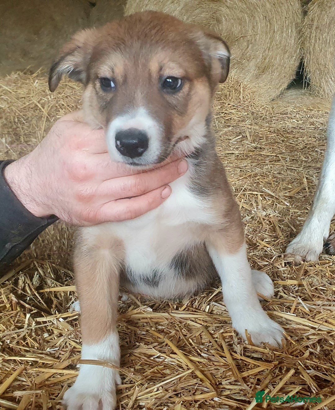 Border Collie dogs for sale: Gorgeous Border Collie Puppies! - Advert 12