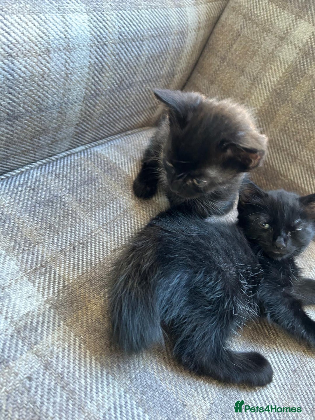 Ragdoll cats for sale:  2half Ragdoll and half domesticshorthair for sale - Advert 1