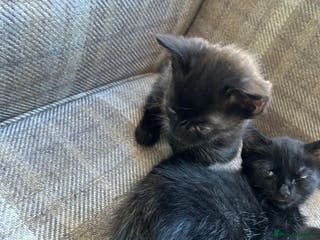 Ragdoll cats 2half Ragdoll and half domesticshorthair for sale - Advert 13