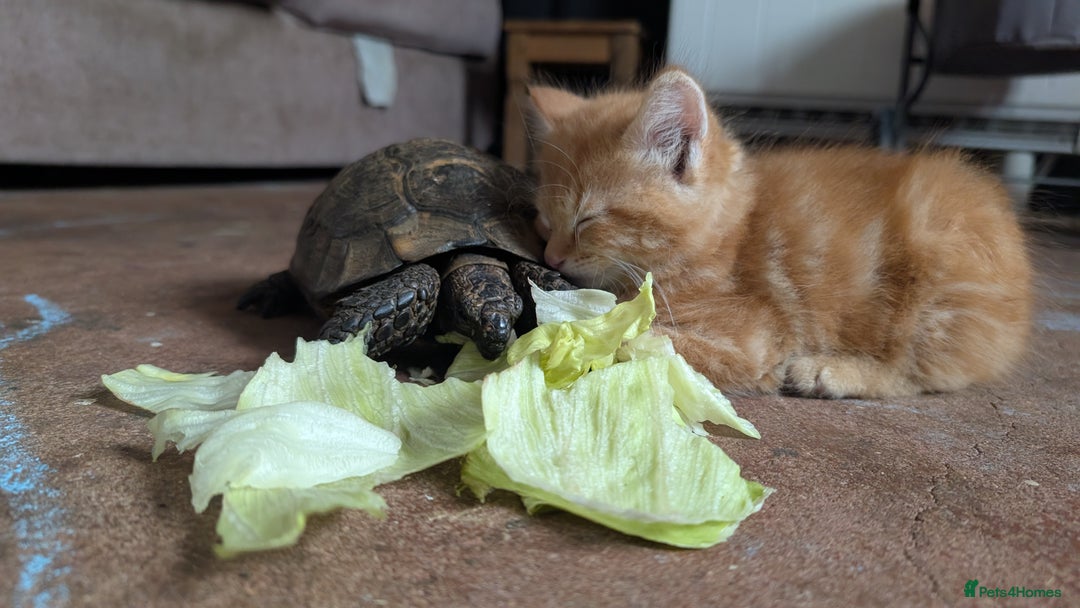 Mixed Breed cats for sale: Beautiful fluffy kittens dads part maincoon  - Image 7
