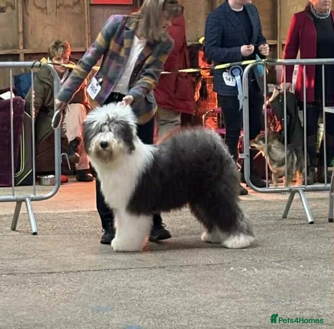 Old English Sheepdog dogs for sale: Outstanding OES top Show Lines,Exceptional Quality - Advert 12