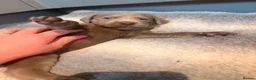 Labrador Retriever dogs for sale: Puppies now sold pending collection  - Advert 27