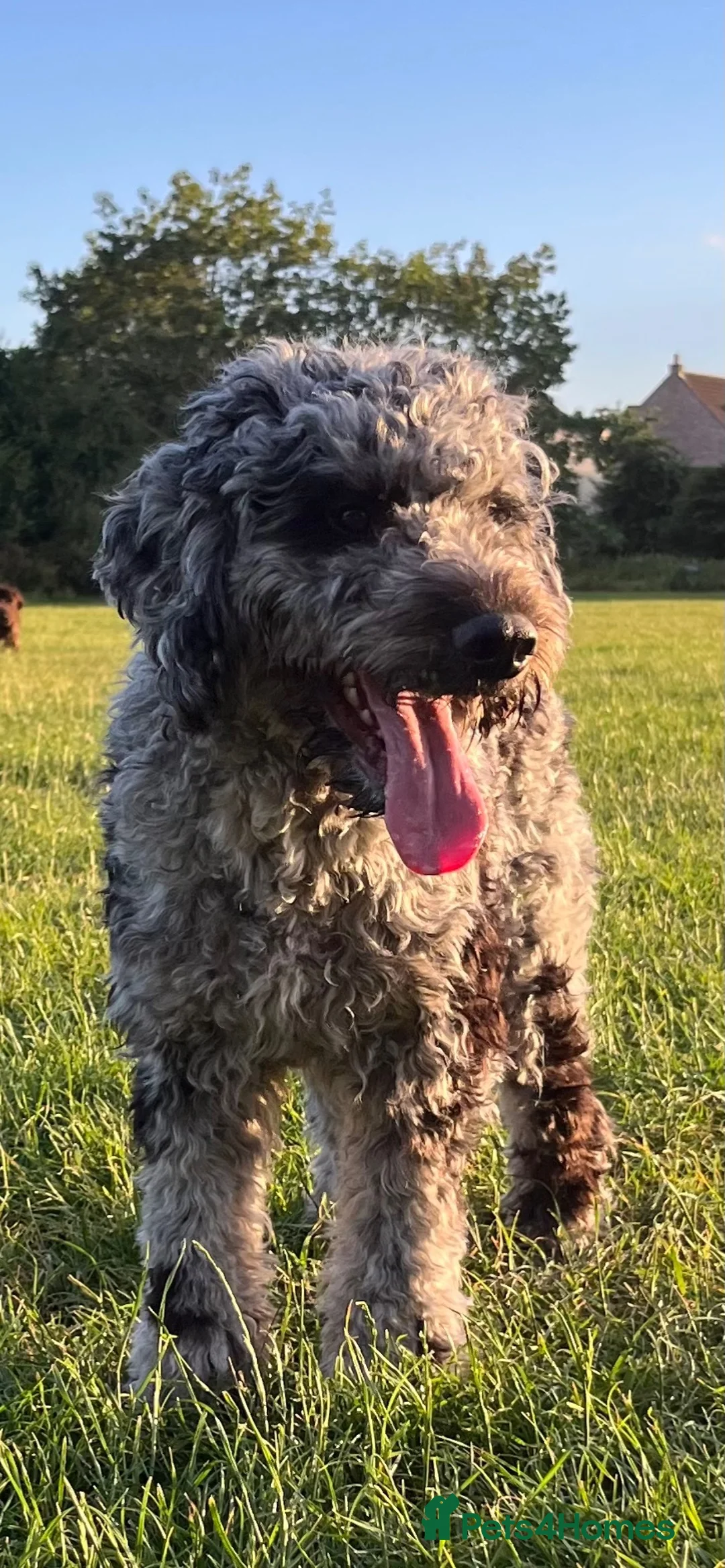 Cockapoo dogs for stud: First cross Phantom Merle Cockapoo  - Advert 4