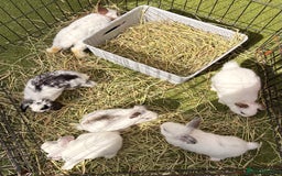 Mixed Breed rabbits for sale: Mini lop cross French lop baby rabbits.  - Image 5