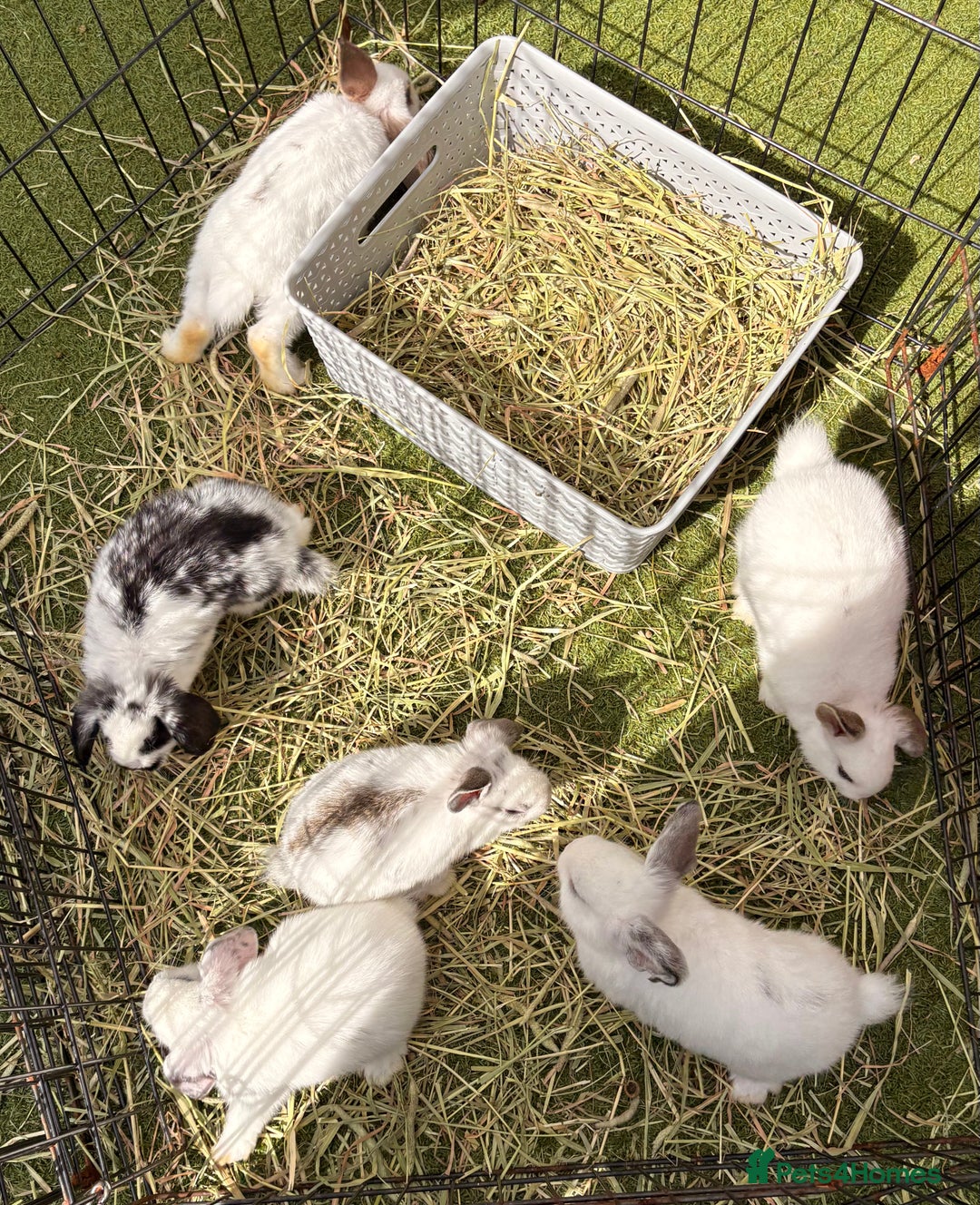 Mixed Breed rabbits for sale: Mini lop cross French lop baby rabbits.  - Image 5