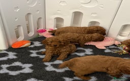 Cockapoo dogs for sale: Cockapoo F1b non moulting health tested puppies  - Image 12