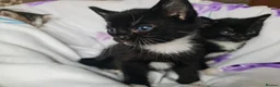 Mixed Breed cats for sale: Adorable & Playful Kittens Raised with Kids  - Advert 15