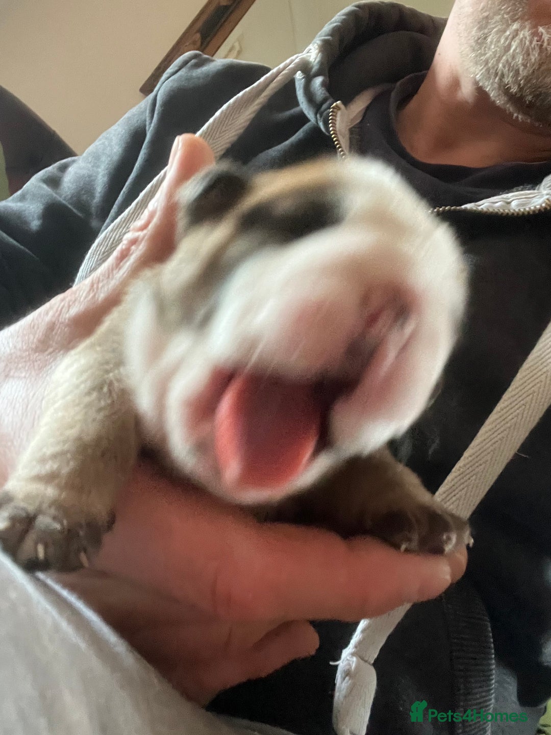English Bulldog dogs for sale: English bulldogs - Advert 20