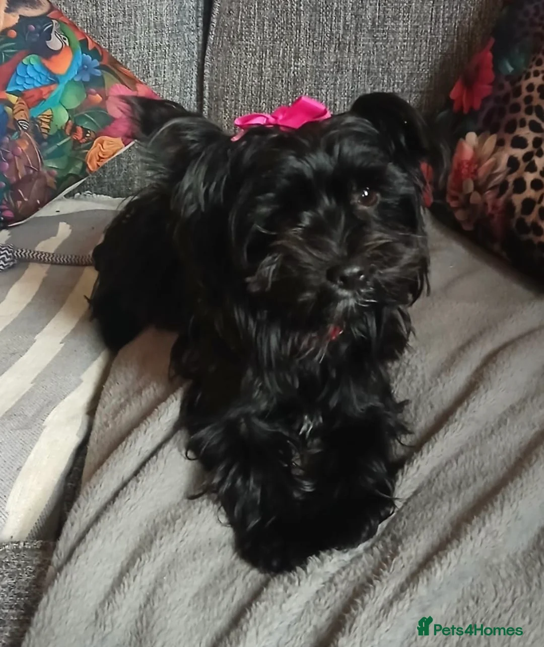 Yorkshire Terrier dogs for sale: Black yorkshire-terrier female  - Advert 7