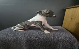Whippet dogs for sale: ✅️ Ready to leave - KC whippets 🧡 - Image 28